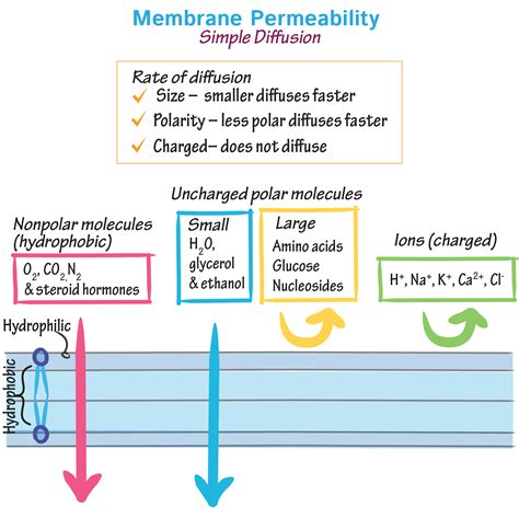 measure membrane thickness|what affects cell membrane permeability.